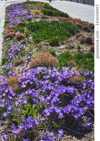 Spring flowerbed of purple crocus flowers. Crocus field Spring flowerbed of purple crocus flowers. Crocus field 143038947