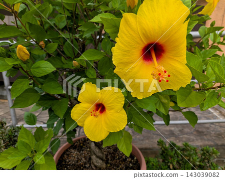 夏日花園裡,明亮的黃色木槿花盛開。 夏日花園裡,明亮的黃色木槿花盛開。 143039082