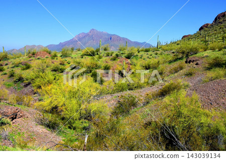 Sonoran Desert Arizona Sonoran Desert Arizona 143039134