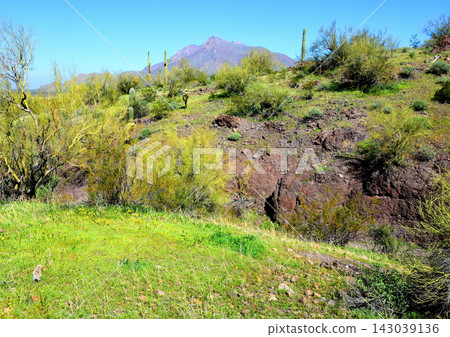 Sonoran Desert Arizona 143039136