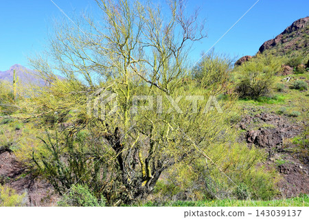 Sonoran Desert Arizona Sonoran Desert Arizona 143039137
