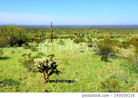 Sonoran Desert Arizona Sonoran Desert Arizona 143039138