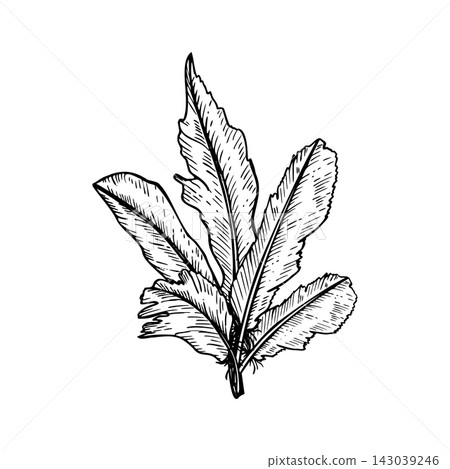 Bunch of bird feather hand drawn black ink vector illustration. Monochrome plumage design for stationery, craft projects, tribal badges, and decorative invitation cards. Bunch of bird feather hand drawn black ink vector illustration. Monochrome plumage design for stationery, craft projects, tribal badges, and decorative invitation cards. 143039246