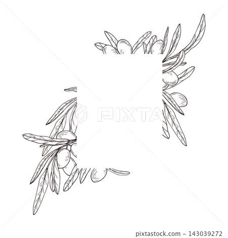 Olive branch frame with leaves and fruits vector isolated illustration. Botanical border for Mediterranean menu design, food labels, natural stationery, and invitation templates. Empty space for text. Olive branch frame with leaves and fruits vector isolated illustration. Botanical border for Mediterranean menu design, food labels, natural stationery, and invitation templates. Empty space for text. 143039272