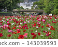 [Kanagawa] Yokosuka Kurihama Flower Park Poppy Field 143039593