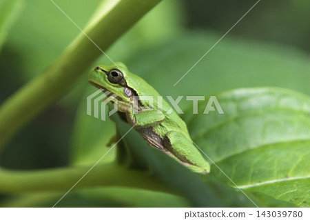 A Japanese tree frog on a hydrangea leaf. A Japanese tree frog on a hydrangea leaf. 143039780