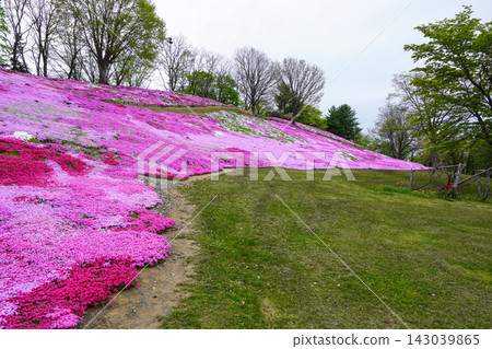 太陽之丘延輕公園盛開的苔蘚福祿考(2026年) 太陽之丘延輕公園盛開的苔蘚福祿考(2026年) 143039865