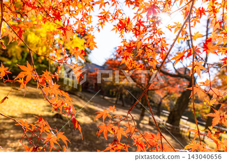 Momiji who changed leaves Momiji who changed leaves 143040656