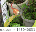 One-night-only, large white geckavidin flowers blooming under the moonlight 143040831