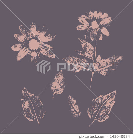 Botanical daisy flowers and leaves imprints set. Dusty pink ink pressed chamomile blooms on dark purple background, minimalist natural herbarium printmaking illustration. Botanical daisy flowers and leaves imprints set. Dusty pink ink pressed chamomile blooms on dark purple background, minimalist natural herbarium printmaking illustration. 143040924