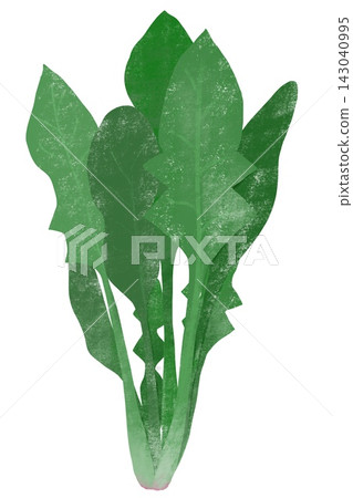 蠟筆風格蔬菜水果系列：“菠菜” 143040995