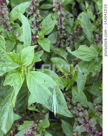 A green grasshopper perched on a leaf A green grasshopper perched on a leaf 143041019