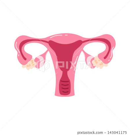 uterus and ovaries human organ reproduction uterus and ovaries human organ reproduction 143041175
