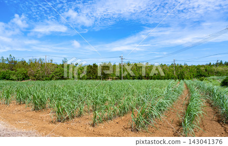 Sugarcane fields in Miyakojima City, Okinawa Prefecture Sugarcane fields in Miyakojima City, Okinawa Prefecture 143041376