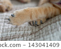 Cat claws covered with plastic protector 143041409