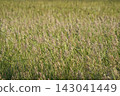 Wild Grass Field in Bloom with Seed Heads at Golden Hour 143041449
