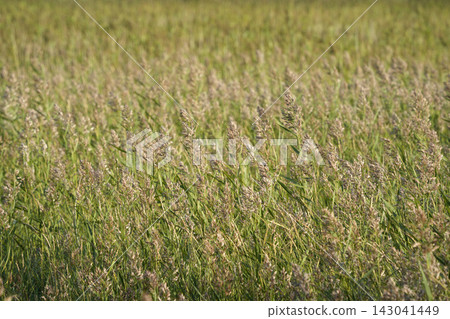 Wild Grass Field in Bloom with Seed Heads at Golden Hour Wild Grass Field in Bloom with Seed Heads at Golden Hour 143041449