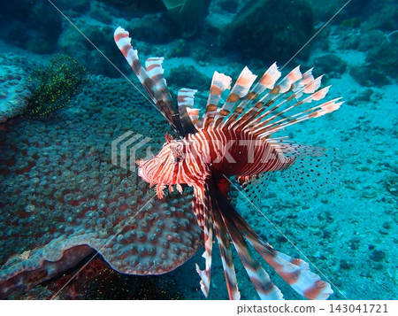 一張水下照片,拍攝的是一隻獅子魚(Pterois volitans)在珊瑚礁上游動的場景。 一張水下照片,拍攝的是一隻獅子魚(Pterois volitans)在珊瑚礁上游動的場景。 143041721