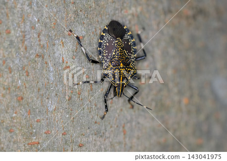 Madara bug Madara bug 143041975