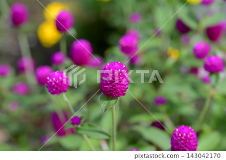 Red flower Red flower 143042170