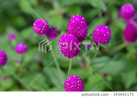 Red flower 143042175