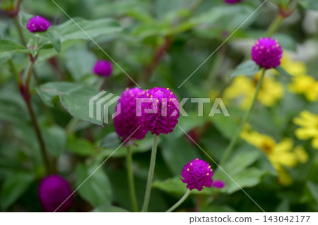 Red flower Red flower 143042177