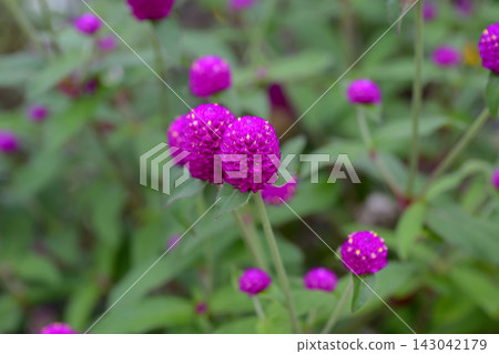 Red flower Red flower 143042179