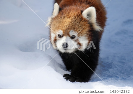 Red panda (Maruyama Zoo, Sapporo) Red panda (Maruyama Zoo, Sapporo) 143042382