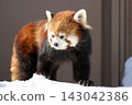 小熊貓（札幌丸山動物園） 143042386