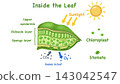 Botanical diagram showing cross section of plant leaf anatomy, illustrating upper epidermis, palisade mesophyll, spongy layer, stomata cells, and chloroplasts for photosynthesis education. 143042547