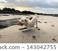 Dog plays with ball on sandy beach during sunset 143042755
