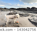 Dog plays on the beach with a ball near rocky shoreline 143042756