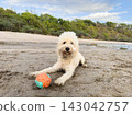 Dog playing with a ball on the beach near trees 143042757