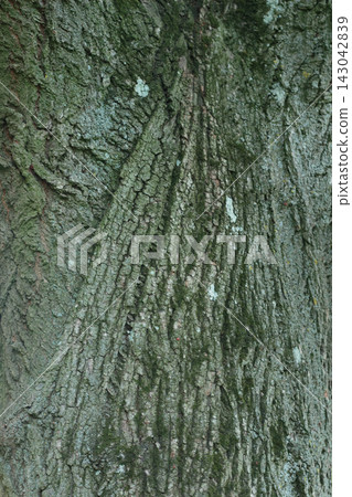Green Mossy Tree Bark Texture with Natural Cracks Close Up Green Mossy Tree Bark Texture with Natural Cracks Close Up 143042839