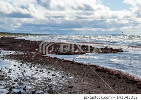 Stormy Baltic Sea Coast with Seabirds and Washed Seaweed in September Stormy Baltic Sea Coast with Seabirds and Washed Seaweed in September 143043012