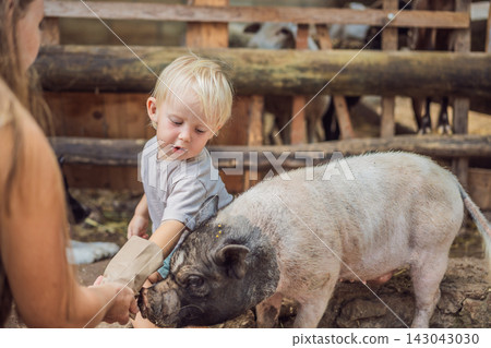 Mother introduces her toddler to feeding a pig at a children's farm. Hands on learning and animal education. 143043030