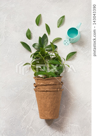 Gardening spring concept with green leaves and tools. Flat lay. 143043390