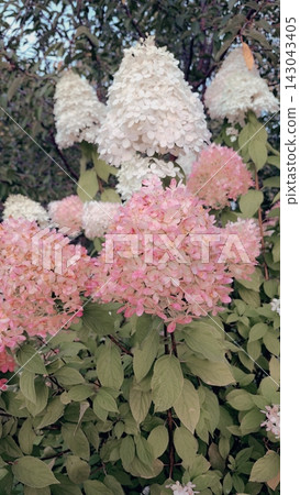 pink and white hydrangea paniculata flowers in the sunny garden pink and white hydrangea paniculata flowers in the sunny garden 143043405