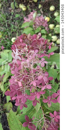 pink and white hydrangea paniculata flowers in the sunny garden 143043408