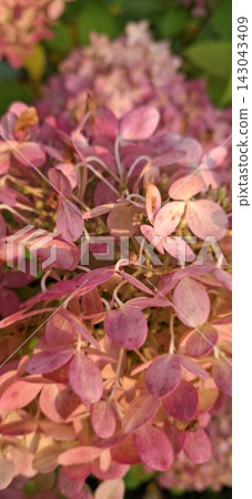 pink and white hydrangea paniculata flowers in the sunny garden pink and white hydrangea paniculata flowers in the sunny garden 143043409