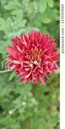 red chrysanthemum flower on a green natural background; close up	 143043660