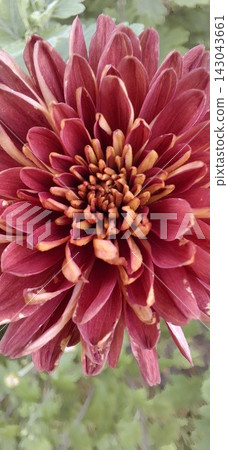 red chrysanthemum flower on a green natural background; close up red chrysanthemum flower on a green natural background; close up 143043661
