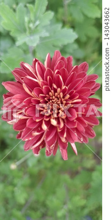 red chrysanthemum flower on a green natural background; close up red chrysanthemum flower on a green natural background; close up 143043662