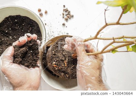 Mindful houseplant parenting and repotting activity at home Mindful houseplant parenting and repotting activity at home 143043664