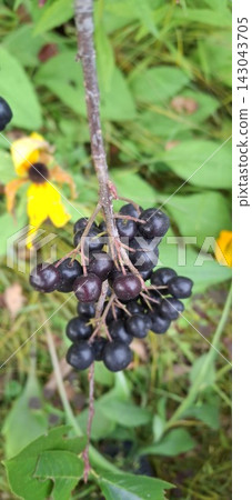 Aronia melanocarpa or black chokeberries on a green natural background; close up Aronia melanocarpa or black chokeberries on a green natural background; close up 143043705