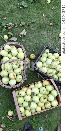 baskets with ripe apples baskets with ripe apples 143043712