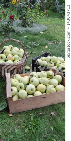 baskets with ripe apples baskets with ripe apples 143043713