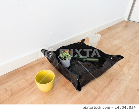 Repotted fittonia on a wet repotting mat with trowel and water jug, yellow ceramic pot on the floor Repotted fittonia on a wet repotting mat with trowel and water jug, yellow ceramic pot on the floor 143043834