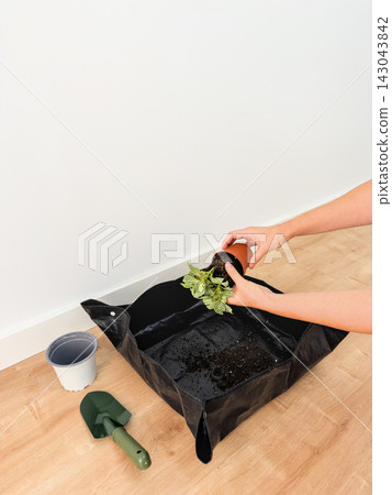 Woman's hands tipping a nursery pot to remove a fittonia over a black repotting mat Woman's hands tipping a nursery pot to remove a fittonia over a black repotting mat 143043842