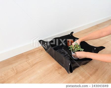 Woman's hands planting a fittonia into a new white pot on a black repotting mat Woman's hands planting a fittonia into a new white pot on a black repotting mat 143043849